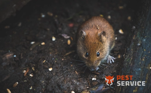 Дератизация в Котласе